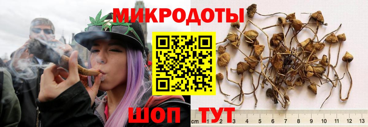 Тихорецк  Псилоцибиновые грибы Psilocybine cubensis  Вход с VPN 